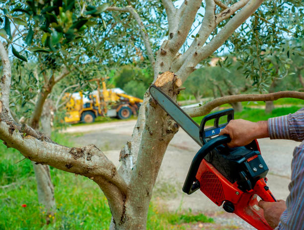 The Steps Involved in Our Tree Care Process in Edgerton, MN